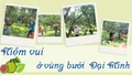 Niềm vui ở vùng bưởi Đại Minh