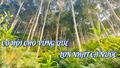Cơ hội cho vùng quế lớn nhất cả nước