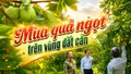 Mùa quả ngọt trên vùng đất cằn