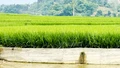 Cứng hóa bờ ruộng giữ đất cách làm hay ở Hợp Thành