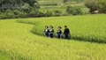 Sắc màu no ấm ở thung lũng bản Sinh