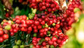 Giá cà phê hôm nay 23/7: Giá cà phê Robusta và Arabica cùng giảm nhẹ