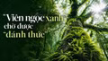 “Viên ngọc xanh” chờ được “đánh thức” 