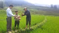 Nậm Có gắn công tác xây dựng Đảng với phát triển kinh tế