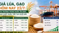 Giá lúa, gạo hôm nay 23/7: Thị trường trong nước ổn định, gạo xuất khẩu tiếp tục khởi sắc