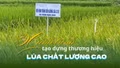 Hành trình tạo dựng thương hiệu lúa chất lượng cao