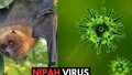 WHO xác nhận ca tử vong do virus Nipah ở Bangladesh