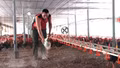 Quy Mông: Mô hình gà đệm lót sinh học thu nhập hàng trăm triệu đồng