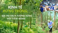 Kinh tế rừng trồng: Giá trị chưa tương xứng với tiềm năng