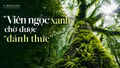 “Viên ngọc xanh” chờ được “đánh thức” 