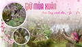 Giữ mùa xuân trên từng cành đào Sa Pa