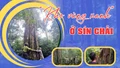 “Kho vàng xanh” ở Sín Chải