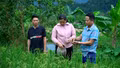 Nuôi ốc trên đồng lúa - mô hình “2 trong 1” của nông dân Phong Dụ Thượng
