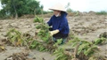 Cần thay đổi tư duy trồng dâu nuôi tằm