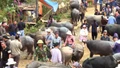Bắc Hà thống nhất mở họp chợ trâu vào thứ 7 hàng tuần