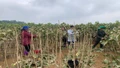 Lào Cai: 9 tổ công tác rà soát, thống kê thiệt hại sản xuất nông nghiệp do ảnh hưởng của bão số 10