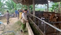 Hướng dẫn một số biện pháp khôi phục chăn nuôi sau bão lũ