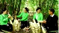 Xã Lâm Thượng: Mỗi năm thu hoạch trên 12.400 tấn măng mai