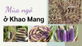 Mùa ngô ở Khao Mang