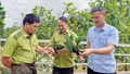 Phát hiện quần thể cây Vân sam Fansipan quý hiếm tại Khu bảo tồn thiên nhiên Bát Xát