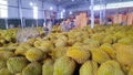 Sầu riêng tươi xuất khẩu có quy trình kiểm tra an toàn thực phẩm riêng
