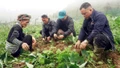 Trồng cây đặc sản, nông dân vùng cao Lào Cai tăng thu nhập