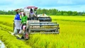 Giá gạo Việt Nam cao nhất thế giới