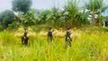 Niềm vui mùa gặt