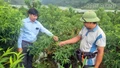 Phát triển kinh tế nông nghiệp công nghệ cao: Hướng đi chiến lược của xã Tả Phìn