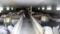 Triển khai đồng bộ, quyết liệt các biện pháp phòng, chống bệnh dịch tả lợn châu Phi