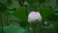 [ẢNH] Ngát thơm hương sen giữa lòng thành phố 