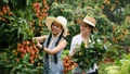 Hút khách du lịch mùa vải thiều