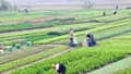 Việt Nam sản xuất hơn 120 loại rau có nguồn gốc nhiệt đới, cận nhiệt đới và ôn đới