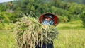 Đa lợi ích từ mô hình “trồng lúa xanh”
