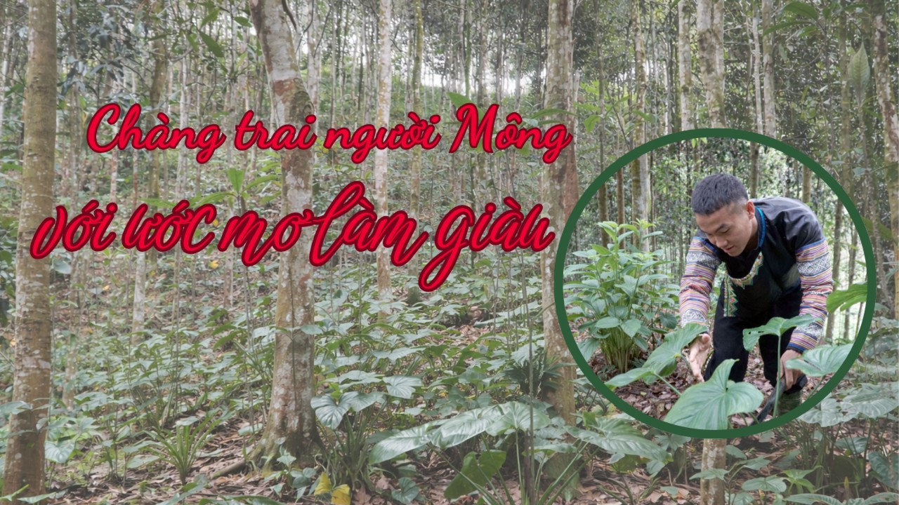 Chàng trai người Mông với ước mơ làm giàu