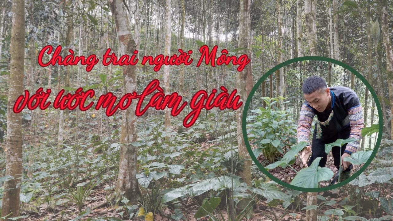 Chàng trai người Mông với ước mơ làm giàu