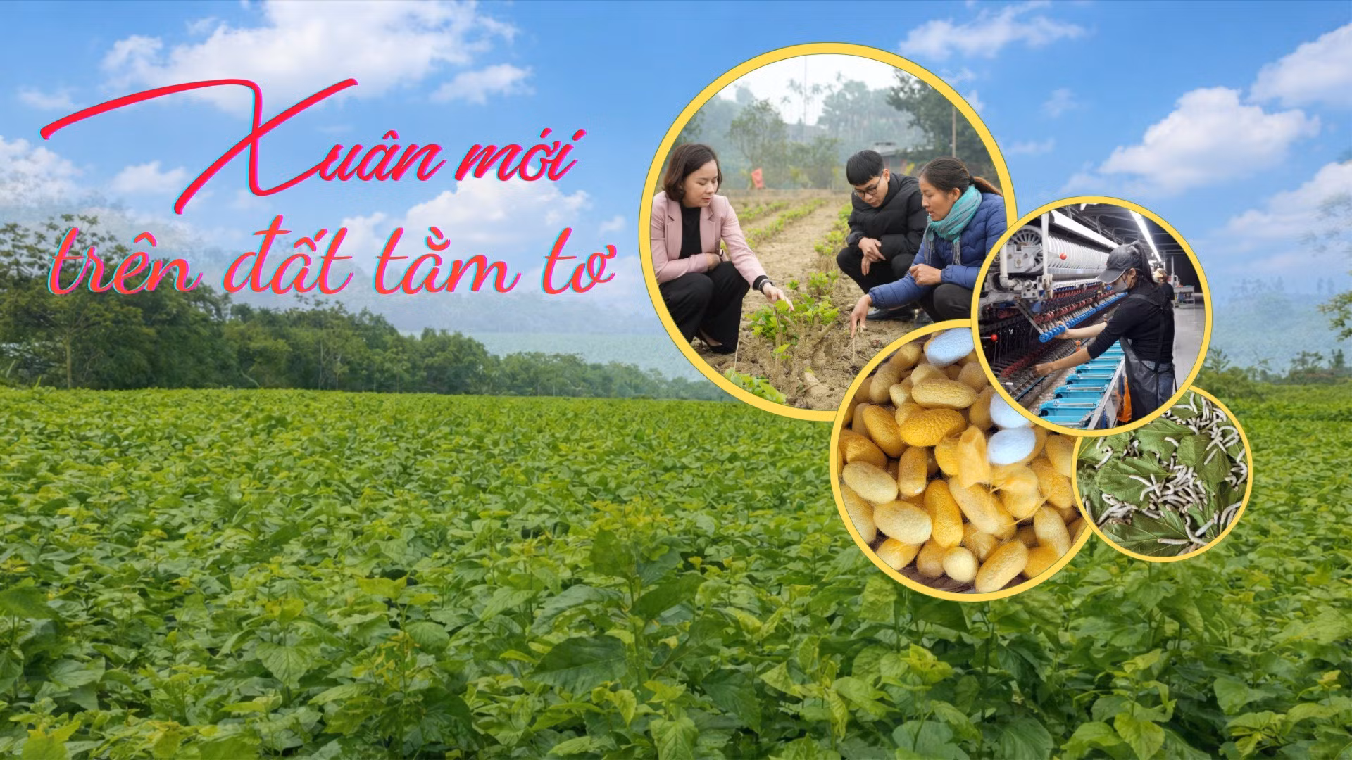 Xuân mới trên đất tằm tơ
