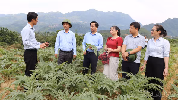Phát triển dược liệu phải đồng bộ từ giống, vùng nguyên liệu đến chế biến, tiêu thụ