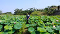Tiềm năng trồng sen đa giá trị ở vùng đất trũng của Trấn Yên