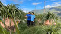Thanh niên Sa Pa khởi nghiệp từ lợi thế nông nghiệp địa phương
