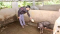 Mở hướng thoát nghèo từ nuôi lợn đen bản địa ở Láo Lý