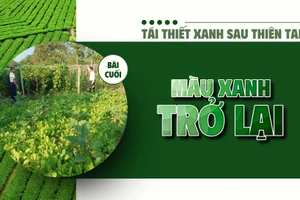 Bài cuối: Màu xanh trở lại