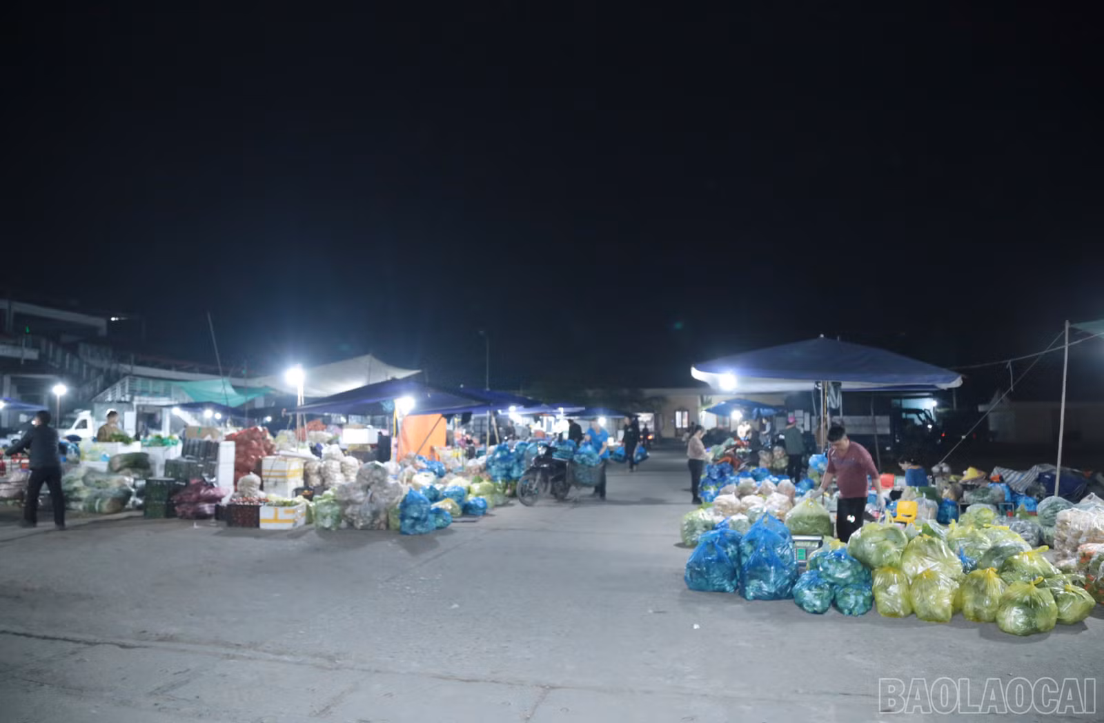 baolaocai-br_a5.jpg