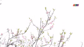 Hoa đào đón Xuân