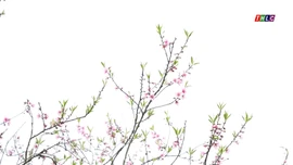 Hoa đào đón Xuân