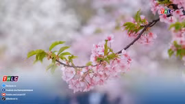 Những khúc ca xuân (17/2/2026) 