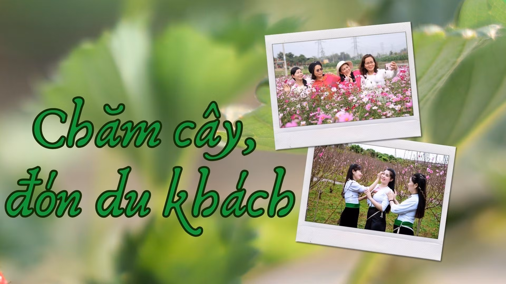 Chăm cây, đón du khách