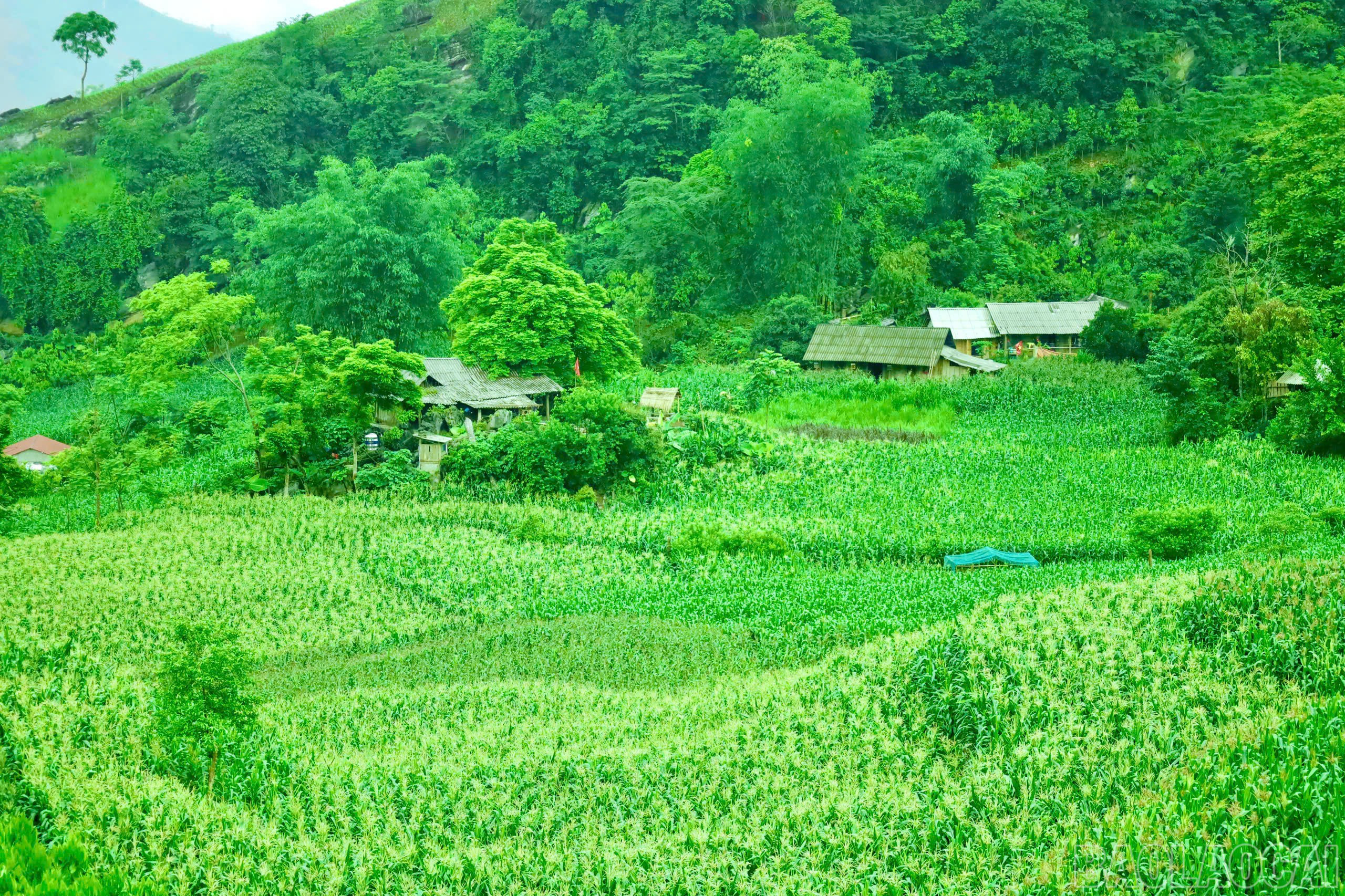 Kinh tế của người dân nơi đây chủ yếu dựa vào trồng ngô, lúa, sắn và quế... baolaocai-br_z6593562754330-7903e1a63d5d88b25d473f9d7fec7e8f.jpg