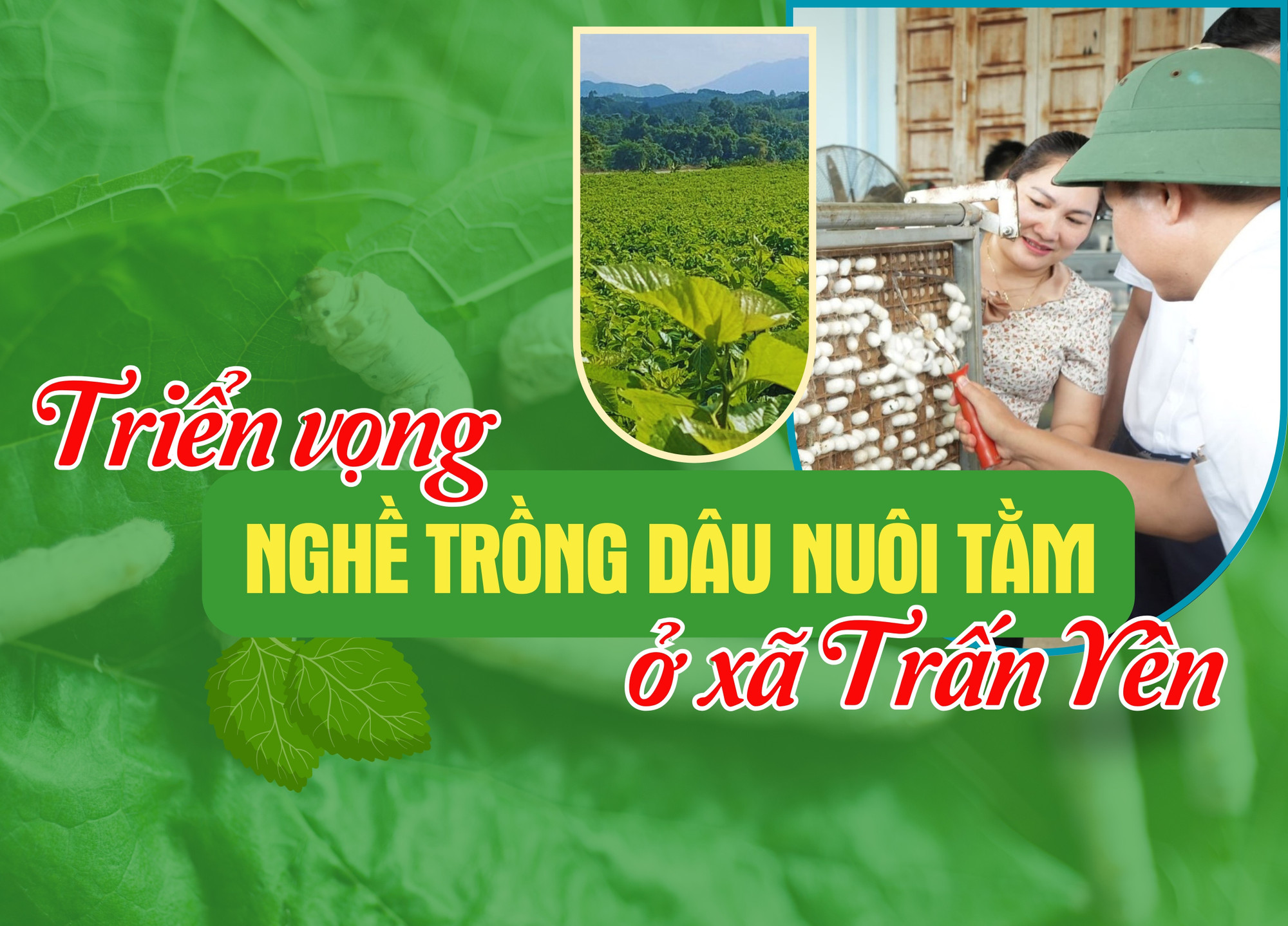 Triển vọng nghề trồng dâu nuôi tằm ở xã Trấn Yên