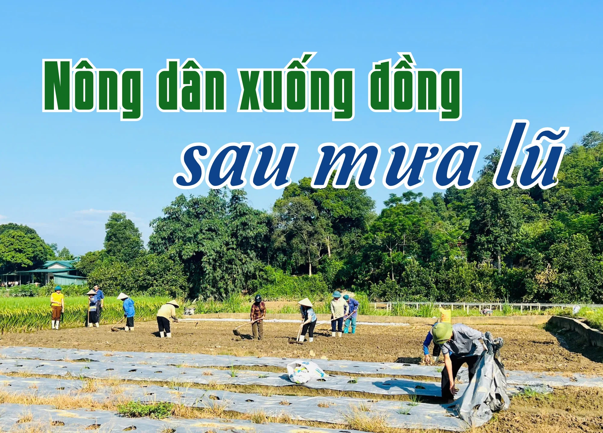 Nông dân xuống đồng sau mưa lũ